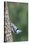 White-Breasted Nuthatch Perching on Tree Trunk-Gary Carter-Stretched Canvas