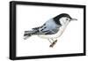 White-Breasted Nuthatch (Sitta Carolinensis), Birds-Encyclopaedia Britannica-Framed Poster