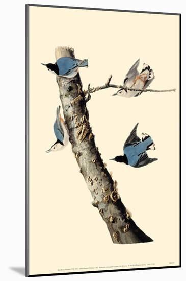 White-Breasted Nuthatch-null-Mounted Poster