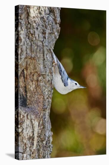 White-Breasted Nuthatch-Gary Carter-Stretched Canvas