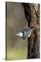 White-Breasted Nuthatch-Gary Carter-Stretched Canvas