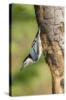 White-Breasted Nuthatch-Gary Carter-Stretched Canvas