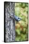 White-Breasted Nuthatch-Gary Carter-Framed Stretched Canvas