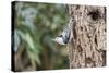 White-Breasted Nuthatch-Gary Carter-Stretched Canvas