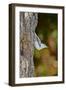 White-Breasted Nuthatch-Gary Carter-Framed Photographic Print