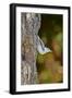 White-Breasted Nuthatch-Gary Carter-Framed Photographic Print