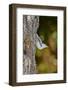 White-Breasted Nuthatch-Gary Carter-Framed Photographic Print