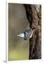 White-Breasted Nuthatch-Gary Carter-Framed Photographic Print