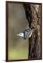 White-Breasted Nuthatch-Gary Carter-Framed Photographic Print