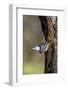 White-Breasted Nuthatch-Gary Carter-Framed Photographic Print