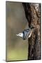 White-Breasted Nuthatch-Gary Carter-Mounted Photographic Print