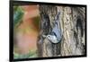 White-Breasted Nuthatch-Gary Carter-Framed Photographic Print