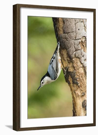 White-Breasted Nuthatch-Gary Carter-Framed Photographic Print