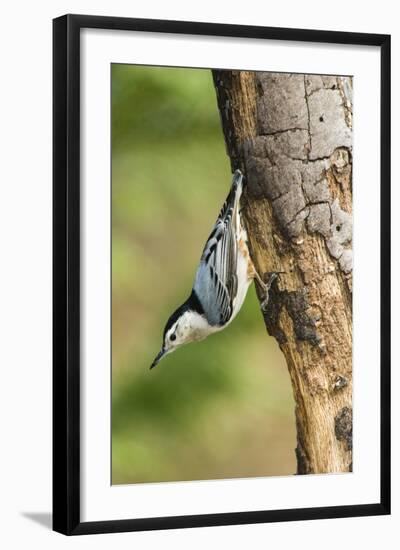 White-Breasted Nuthatch-Gary Carter-Framed Photographic Print