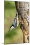 White-Breasted Nuthatch-Gary Carter-Mounted Photographic Print