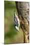 White-Breasted Nuthatch-Gary Carter-Mounted Photographic Print