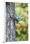 White-Breasted Nuthatch-Gary Carter-Framed Photographic Print