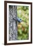 White-Breasted Nuthatch-Gary Carter-Framed Photographic Print