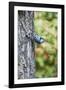 White-Breasted Nuthatch-Gary Carter-Framed Photographic Print