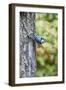 White-Breasted Nuthatch-Gary Carter-Framed Photographic Print