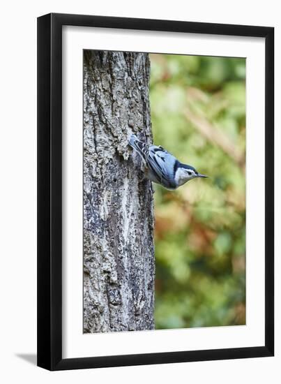 White-Breasted Nuthatch-Gary Carter-Framed Photographic Print