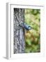 White-Breasted Nuthatch-Gary Carter-Framed Photographic Print