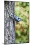 White-Breasted Nuthatch-Gary Carter-Mounted Photographic Print