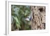 White-Breasted Nuthatch-Gary Carter-Framed Photographic Print