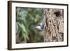 White-Breasted Nuthatch-Gary Carter-Framed Photographic Print