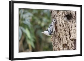 White-Breasted Nuthatch-Gary Carter-Framed Photographic Print