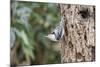 White-Breasted Nuthatch-Gary Carter-Mounted Photographic Print
