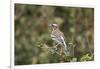 White-browed sparrow-weaver (Plocepasser mahali), Selous Game Reserve, Tanzania, East Africa, Afric-James Hager-Framed Photographic Print