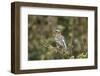 White-browed sparrow-weaver (Plocepasser mahali), Selous Game Reserve, Tanzania, East Africa, Afric-James Hager-Framed Photographic Print