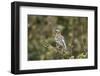 White-browed sparrow-weaver (Plocepasser mahali), Selous Game Reserve, Tanzania, East Africa, Afric-James Hager-Framed Photographic Print