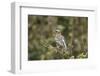 White-browed sparrow-weaver (Plocepasser mahali), Selous Game Reserve, Tanzania, East Africa, Afric-James Hager-Framed Photographic Print