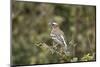 White-browed sparrow-weaver (Plocepasser mahali), Selous Game Reserve, Tanzania, East Africa, Afric-James Hager-Mounted Photographic Print