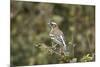 White-browed sparrow-weaver (Plocepasser mahali), Selous Game Reserve, Tanzania, East Africa, Afric-James Hager-Mounted Photographic Print
