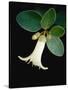 White bud with green leaves-Angela Drury-Stretched Canvas