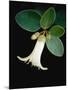 White bud with green leaves-Angela Drury-Mounted Photographic Print