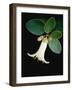 White bud with green leaves-Angela Drury-Framed Photographic Print