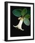 White bud with green leaves-Angela Drury-Framed Photographic Print