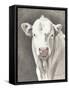 White Bull-Gwendolyn Babbitt-Framed Stretched Canvas