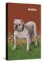 White Bulldog-null-Stretched Canvas