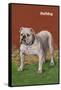White Bulldog-null-Framed Stretched Canvas