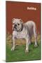 White Bulldog-null-Mounted Art Print