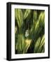 White Butterfly in Morning Light, Sedona, Arizona, USA-Diane Johnson-Framed Photographic Print