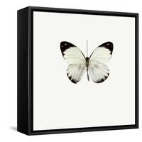 White Butterfly-PhotoINC-Framed Stretched Canvas