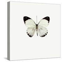 White Butterfly-PhotoINC-Stretched Canvas