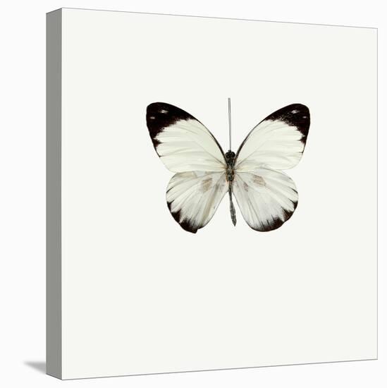 White Butterfly-PhotoINC-Stretched Canvas