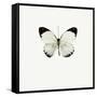 White Butterfly-PhotoINC-Framed Stretched Canvas